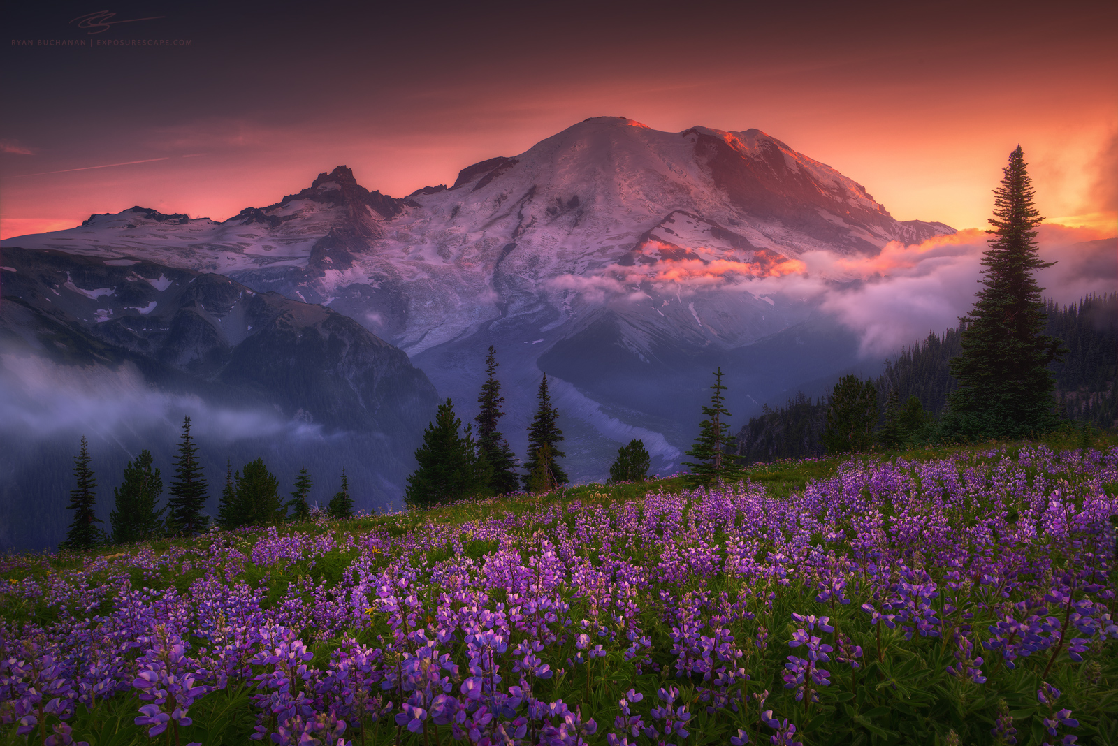 Sunrise, Mount Rainier at sunset during peak flower bloom