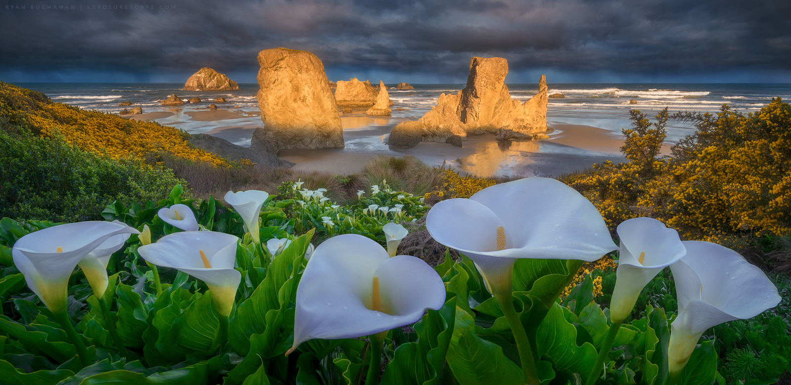 A nice patch of calla lilies overlooking the unique seastacks of Bandon Beach.